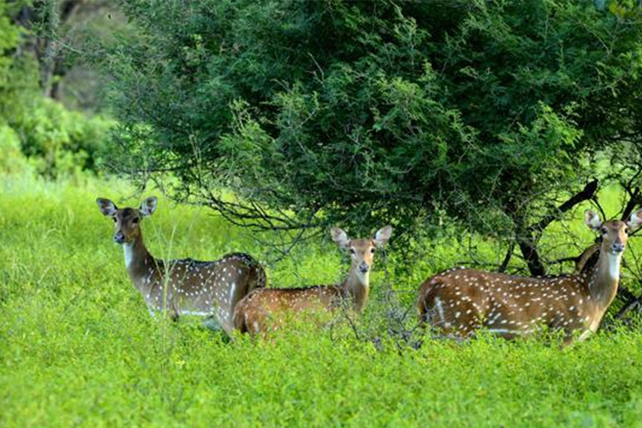Thekkady wildlife Sanctuary